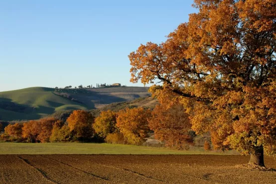 albero colline bologna panorama 2